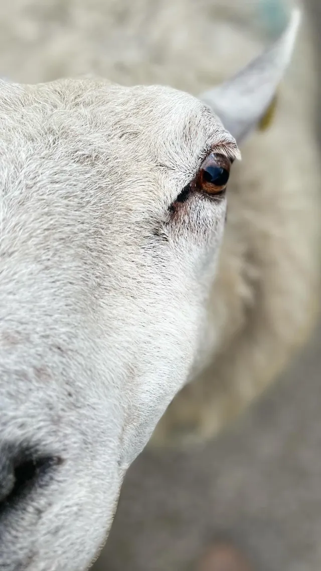 Noisy sheep